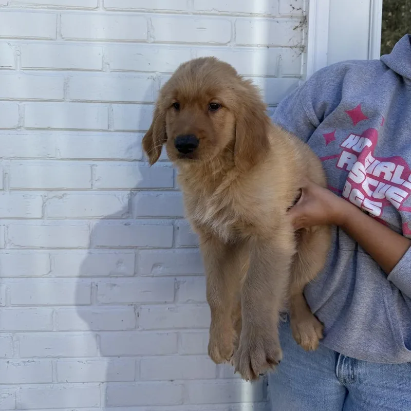 A baby small-sized male Golden Retriever dog named Honey Bun for adoption in Northbrook, IL