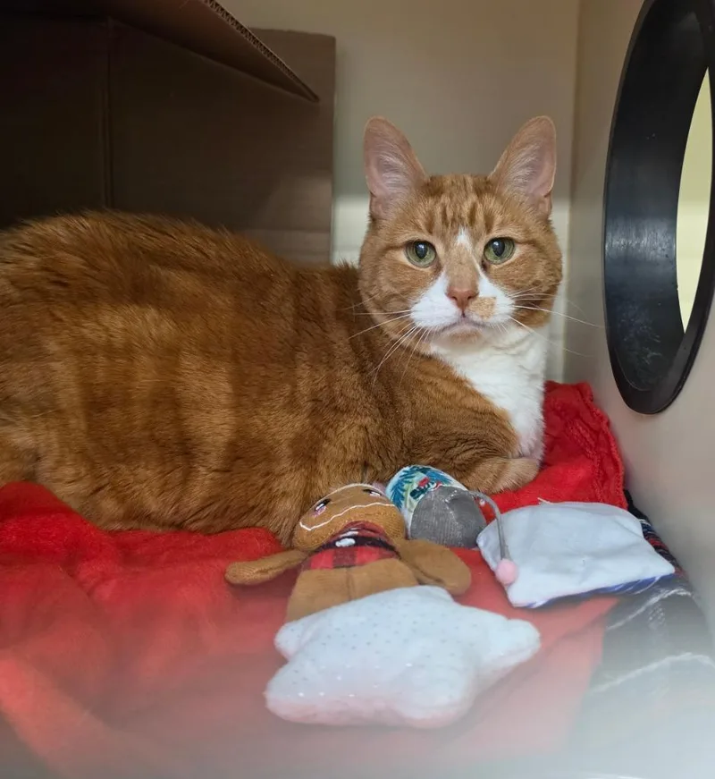 A senior medium-sized female Domestic Short Hair cat named Zoe for adoption in Bloomington, IN