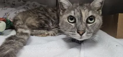 A senior small-sized female Domestic Short Hair cat named Pepsi for adoption in Roseville, CA