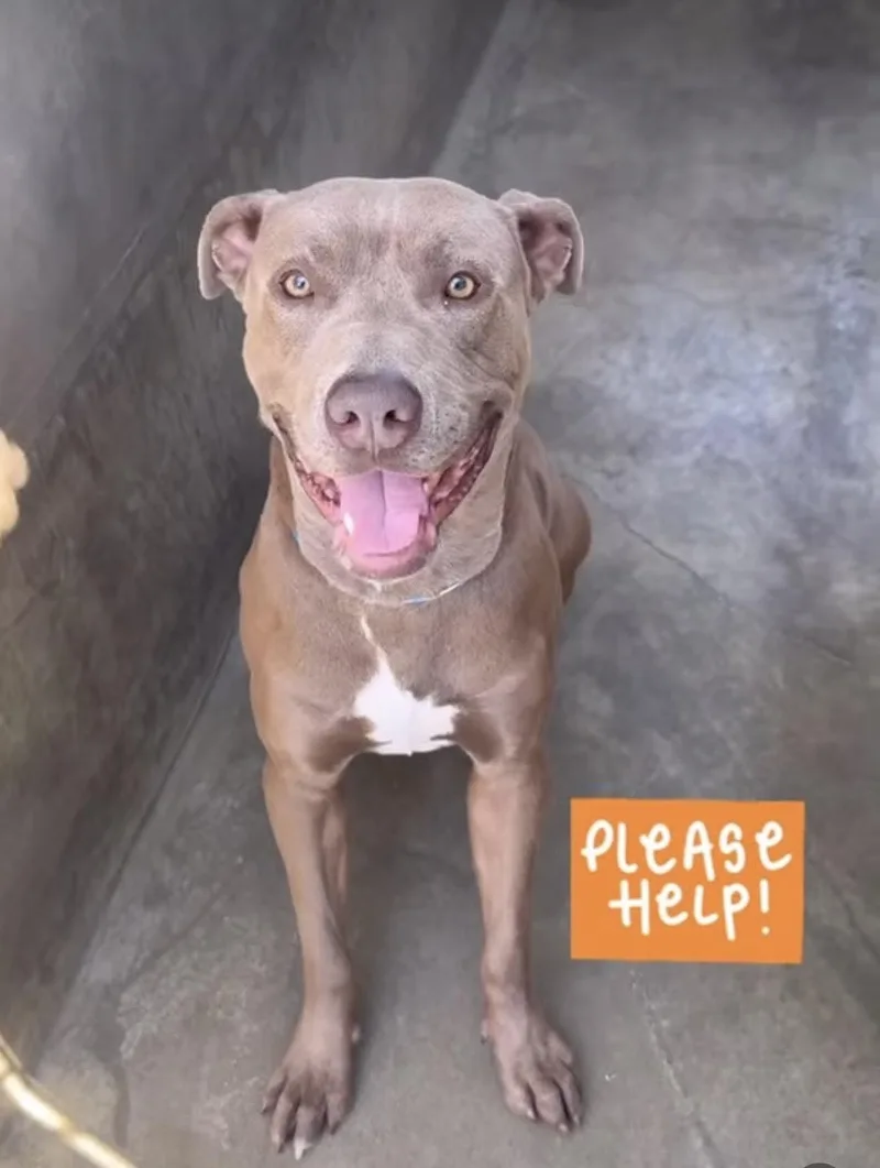 An adult medium-sized male Gray / Blue / Silver Mixed Breed dog named Liam for adoption in Las Vegas, NV