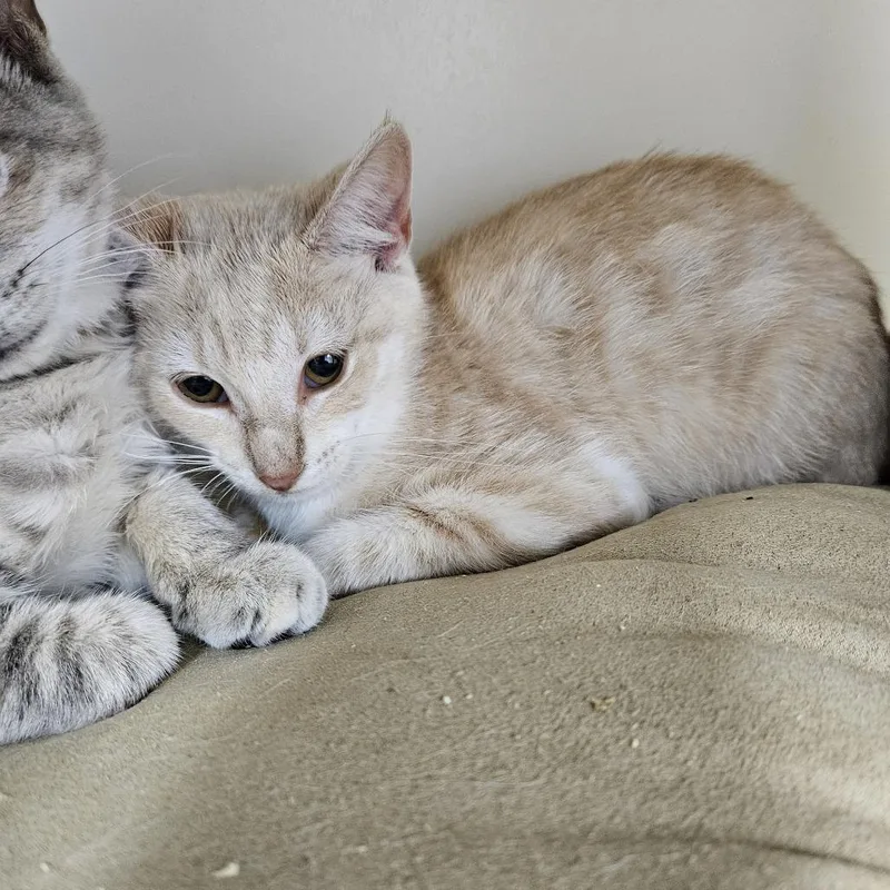 A baby small-sized female Buff / Tan / Fawn Domestic Short Hair cat named Margarita for adoption in Ridgely, MD