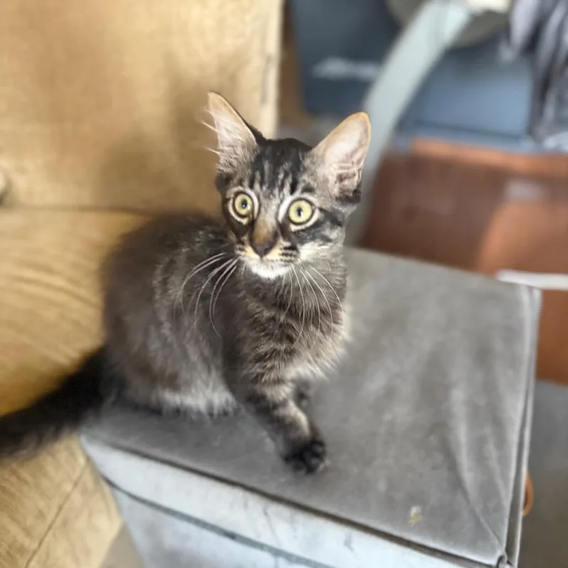 A baby small-sized male Black Domestic Long Hair cat named Puffie for adoption in Santa Fe, TX