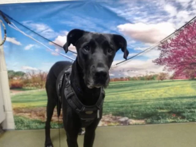 An adult extra large-sized male Great Dane dog named Hamilton for adoption in Moreno Valley, CA