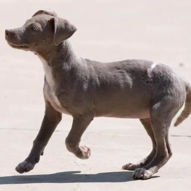 A baby medium-sized female American Staffordshire Terrier dog named Turtle Dove for adoption in Minneapolis, MN