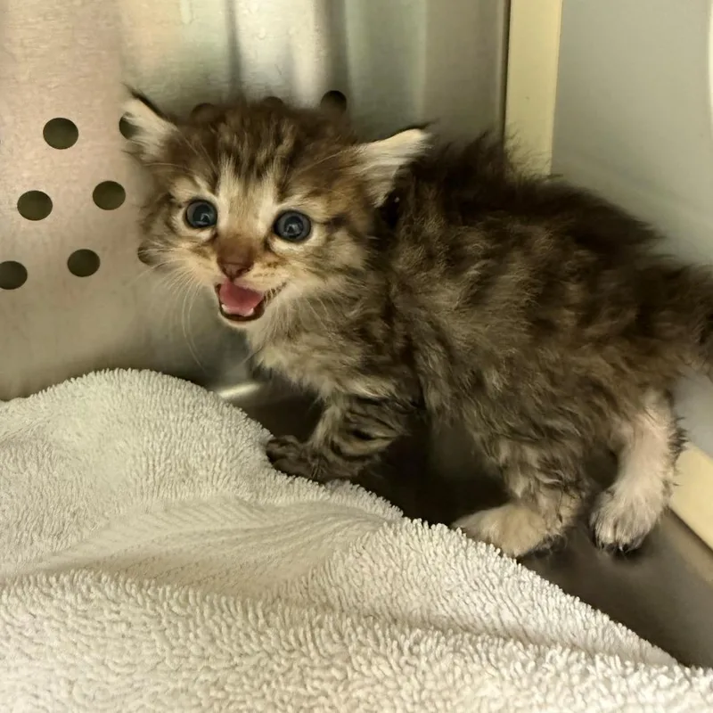 A baby small-sized female Black Domestic Short Hair cat named Toad for adoption in Norman, OK