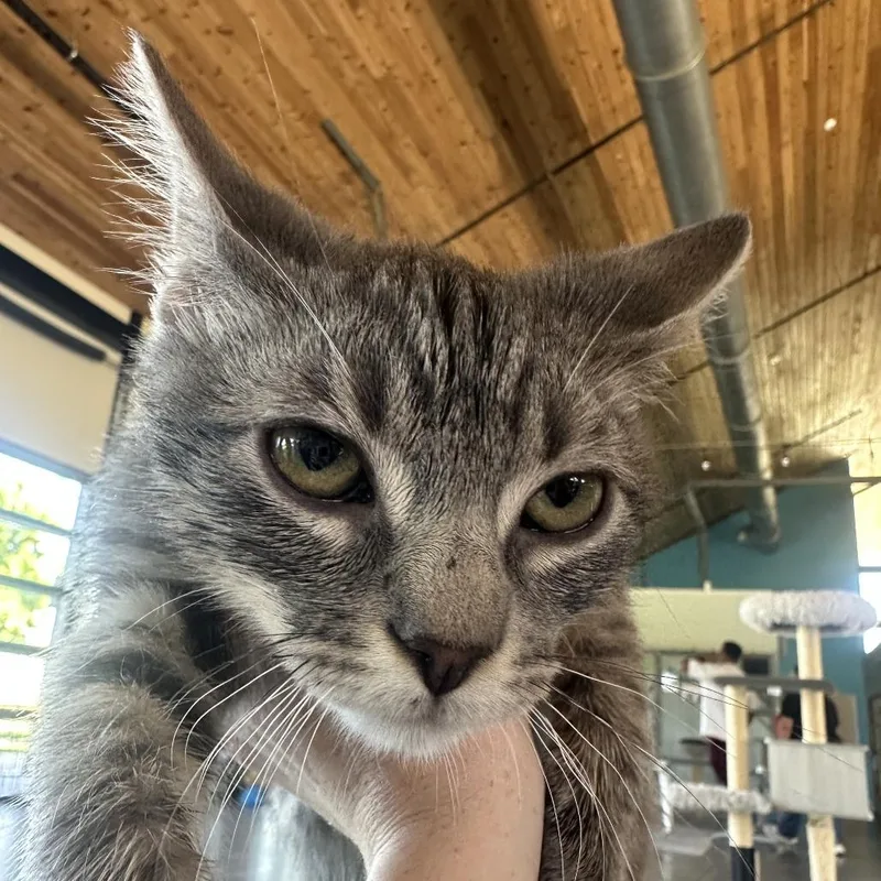 A baby small-sized male Gray / Blue / Silver Domestic Short Hair cat named Acorn for adoption in Leander, TX