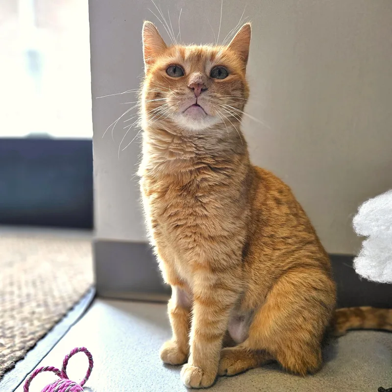 A senior medium-sized female Orange & White Domestic Short Hair cat named Havarti for adoption in Endicott, NY
