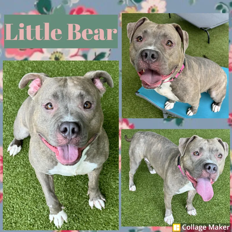 An adult large-sized female American Bully dog named Little Bear for adoption in Clearfield, PA