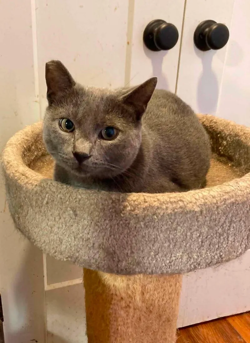 A young small-sized male Gray / Blue / Silver Domestic Short Hair cat named Baloo for adoption in Capshaw, AL