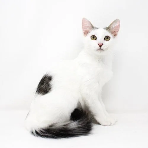 A baby medium-sized female Black & White / Tuxedo Domestic Short Hair cat named Lauren Conrad for adoption in Florence, AZ