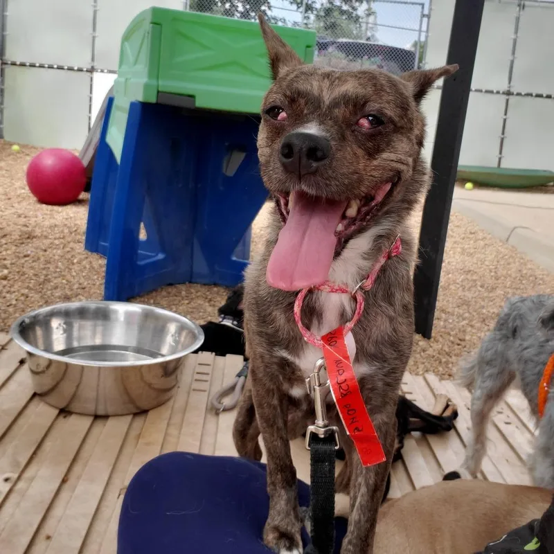 An adult small-sized female Brindle Mixed Breed dog named Princess Vespa for adoption in Fredericksburg, VA