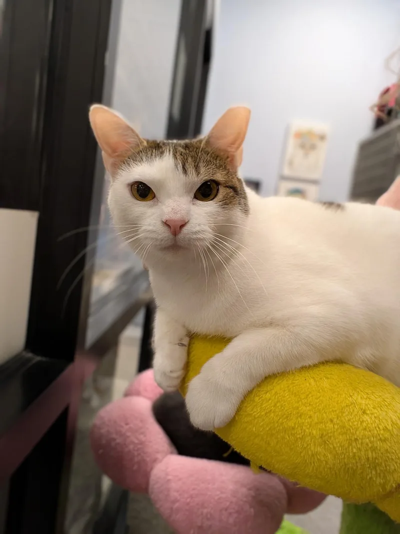 Claudette thumbnail 2