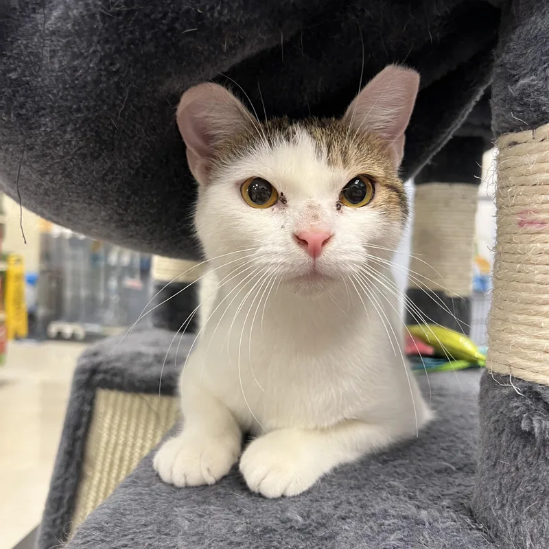 Claudette thumbnail 4