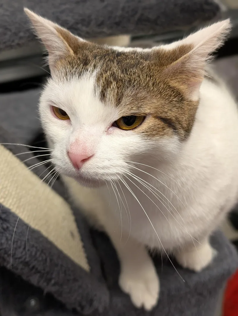 Claudette thumbnail 5