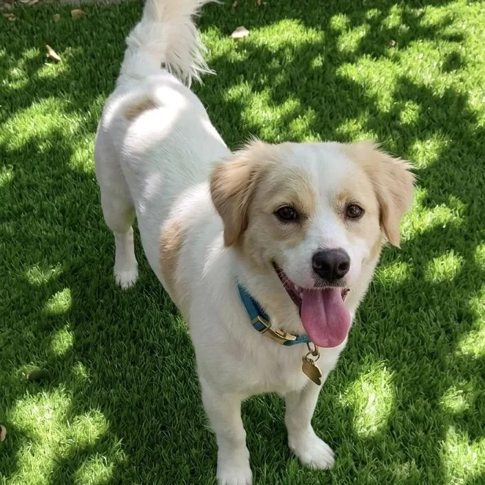 A young medium-sized male White / Cream Cocker Spaniel dog named Archie for adoption in Las Vegas, NV