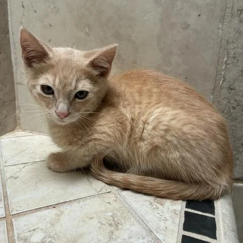 A baby medium-sized male Buff / Tan / Fawn Domestic Short Hair cat named Tanner for adoption in Stockton, CA