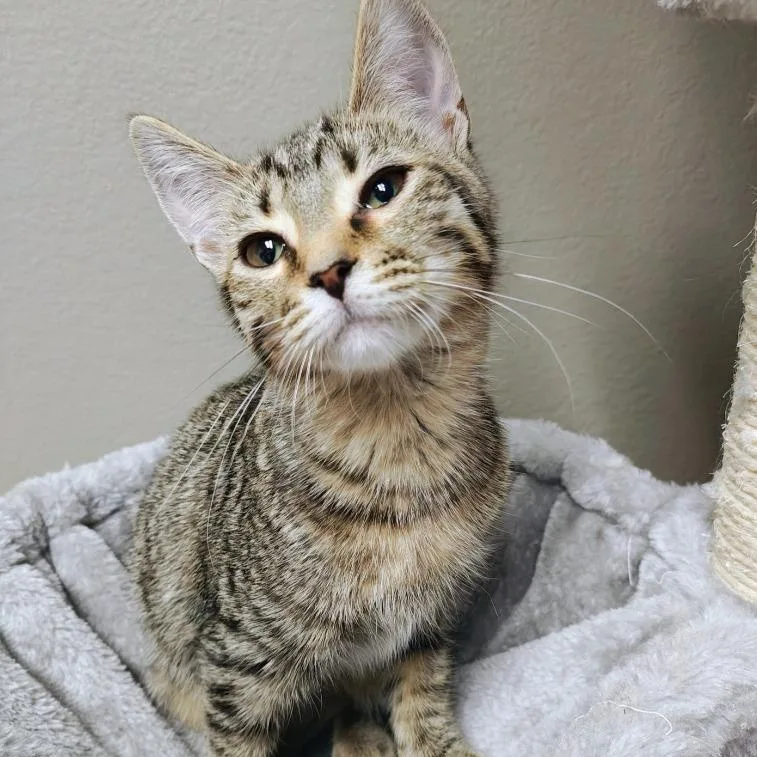 Martini