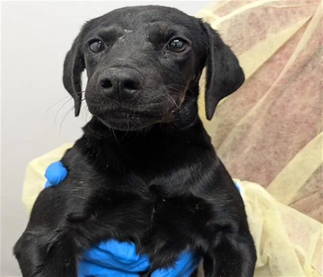 A baby small-sized female Labrador Retriever dog named A for adoption in Tucson, AZ
