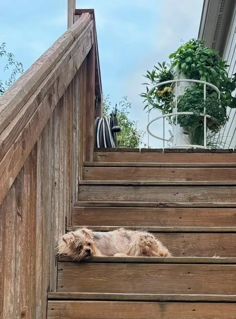 An adult small-sized female White / Cream Shih Tzu dog named Gemma for adoption in Douglasville, GA