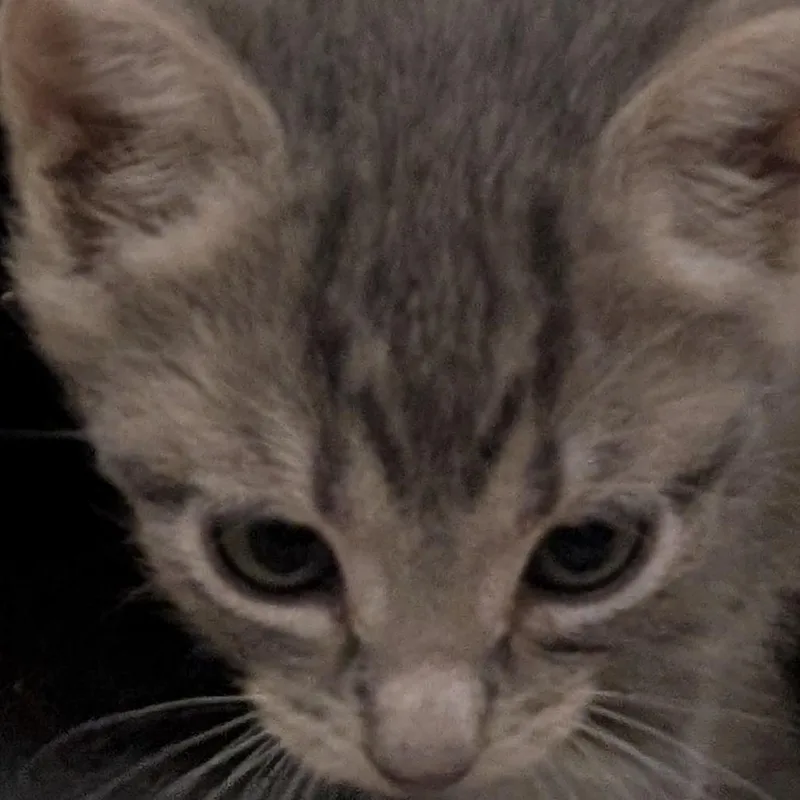 A baby small-sized male Gray / Blue / Silver Domestic Short Hair cat named Latte for adoption in Bel Air, MD