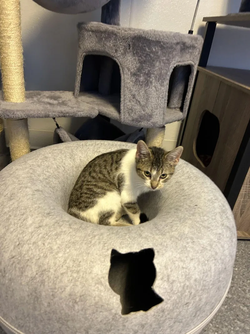 Chow Mein thumbnail 2