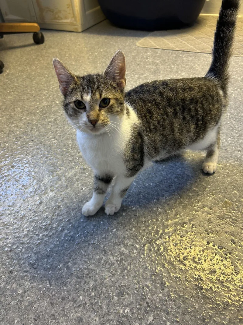 Chow Mein thumbnail 3