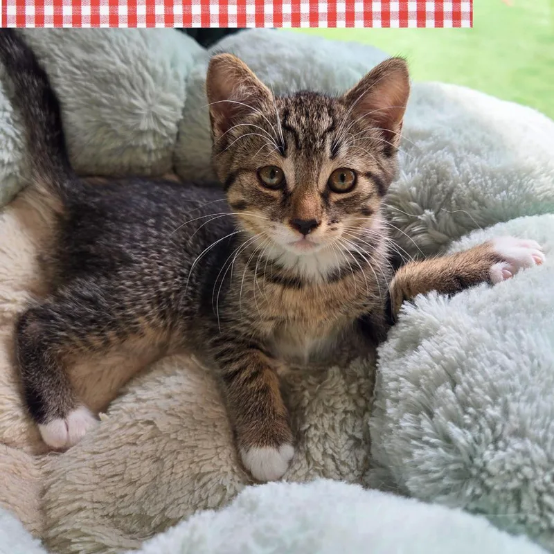 A baby small-sized female Brown / Chocolate Domestic Long Hair cat named Potato Salad for adoption in Wind Gap, PA
