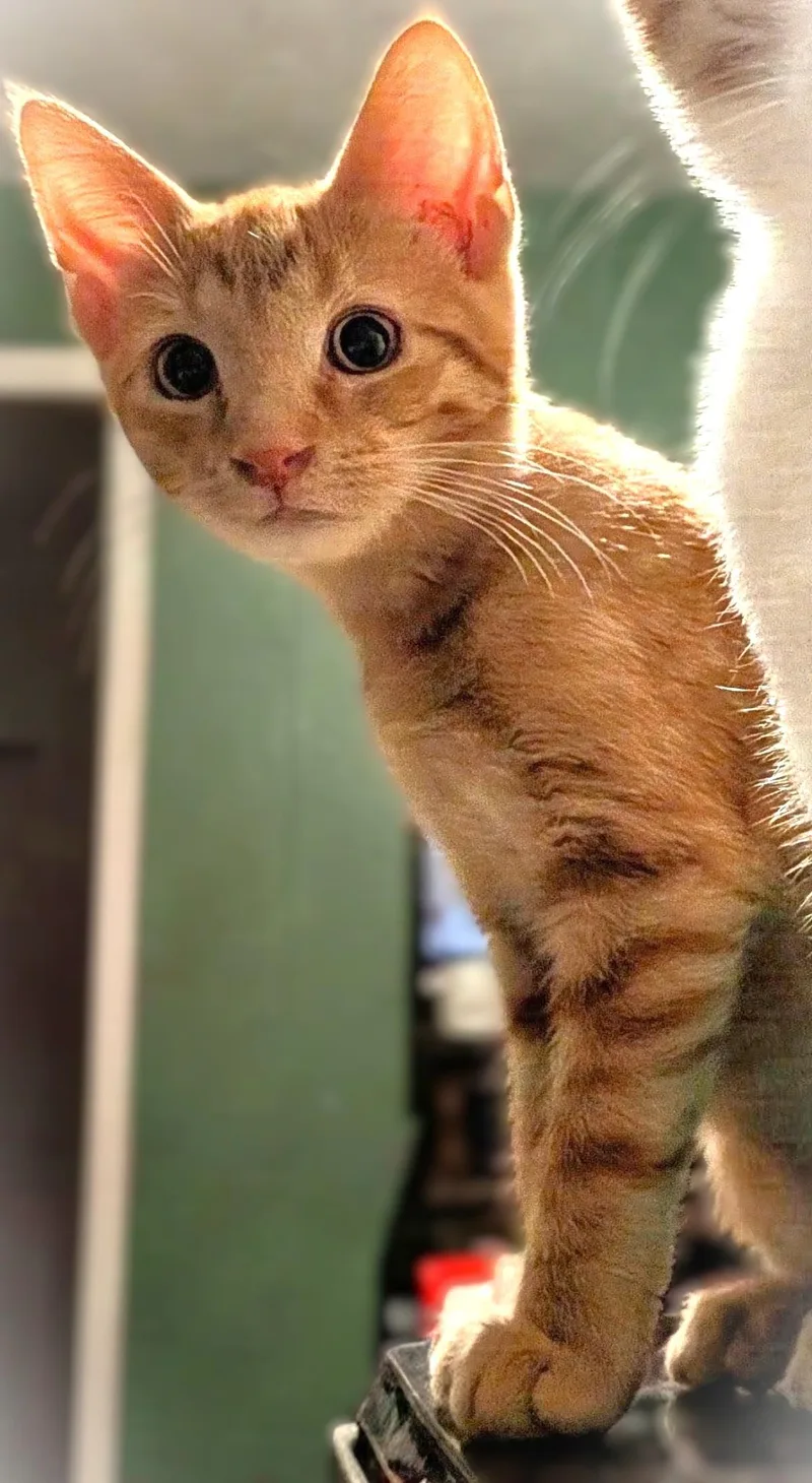 Samantha thumbnail 3