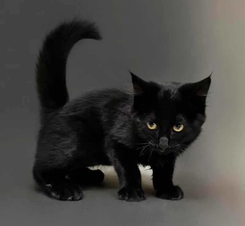 A baby small-sized male Domestic Short Hair cat named Obi for adoption in Vineland, NJ