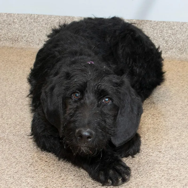 Shamrock thumbnail 2