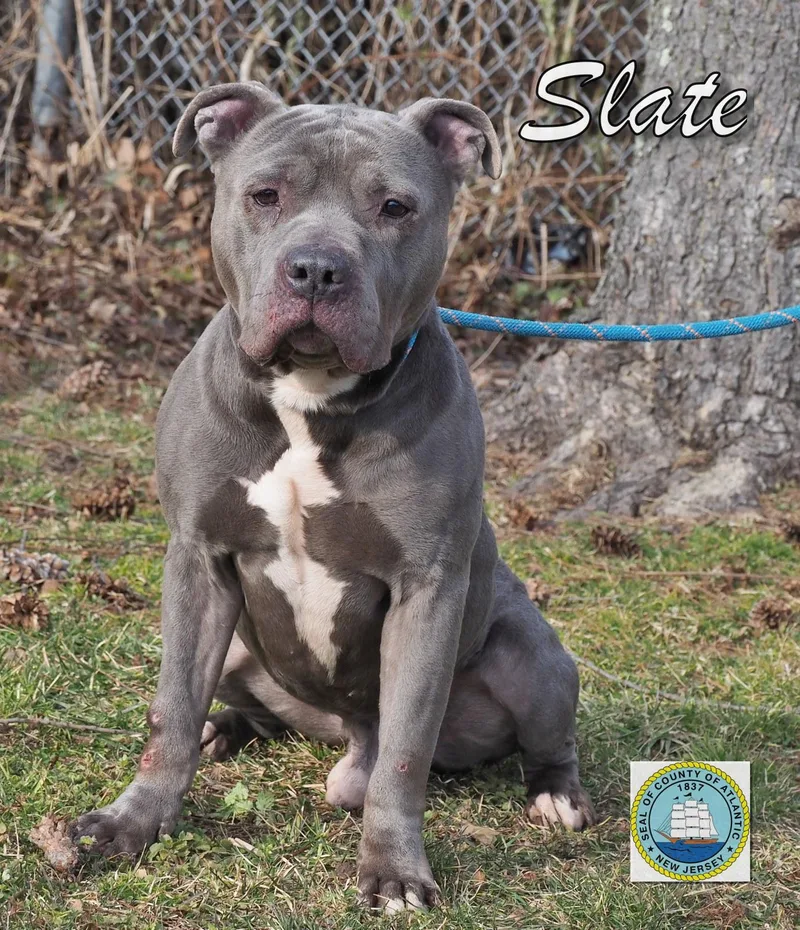 An adult large-sized male Gray / Blue / Silver American Bully dog named Slate for adoption in Pleasantville, NJ