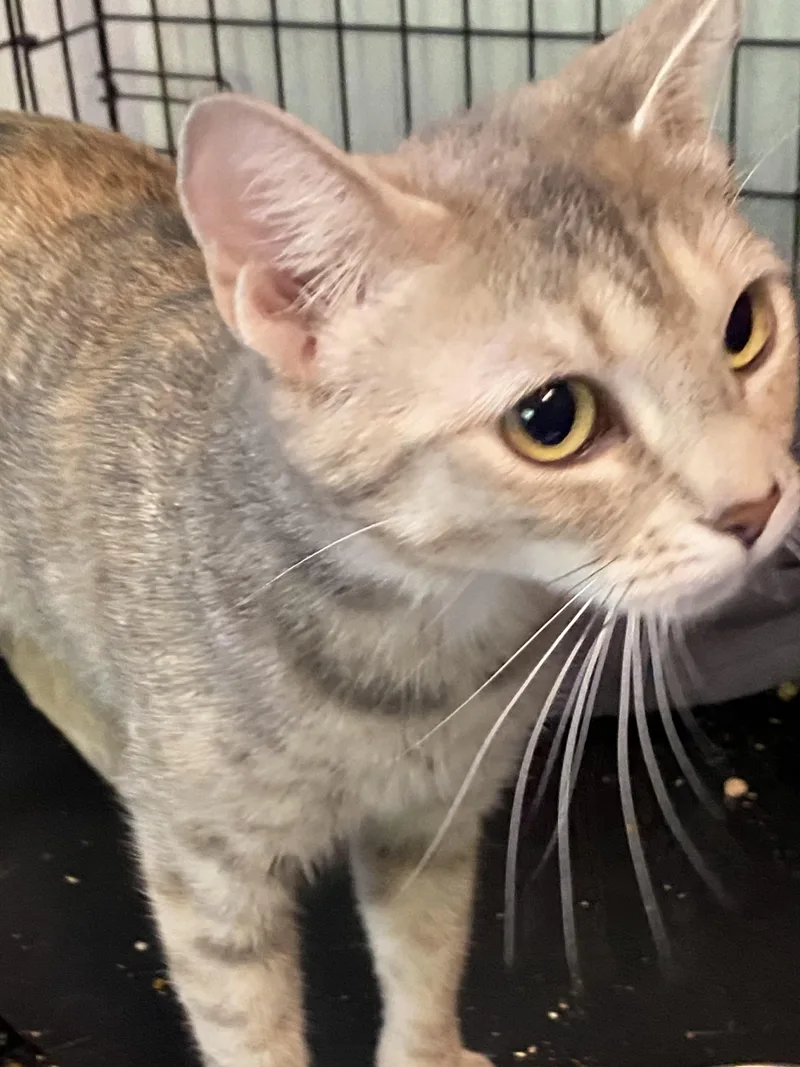 A young medium-sized female Gray / Blue / Silver Torbie cat named Sea Breeze for adoption in Stanwood, WA