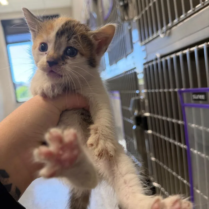 A baby small-sized female Calico Domestic Short Hair cat named Cod for adoption in Morganton, NC