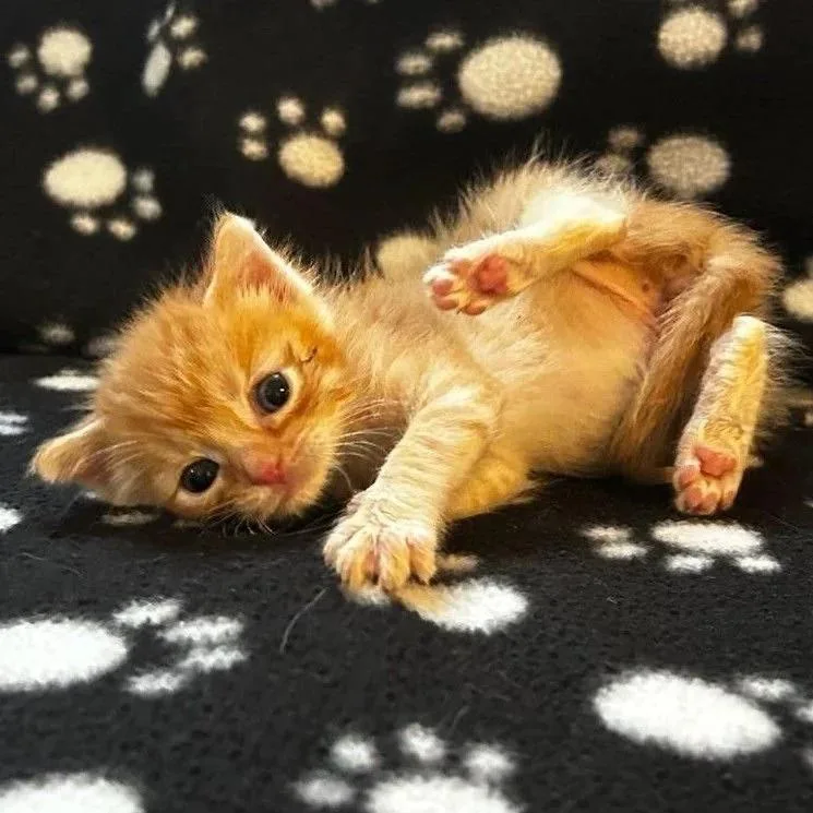 A baby medium-sized male Orange & White Domestic Short Hair cat named Johnny Cash for adoption in Davison, MI