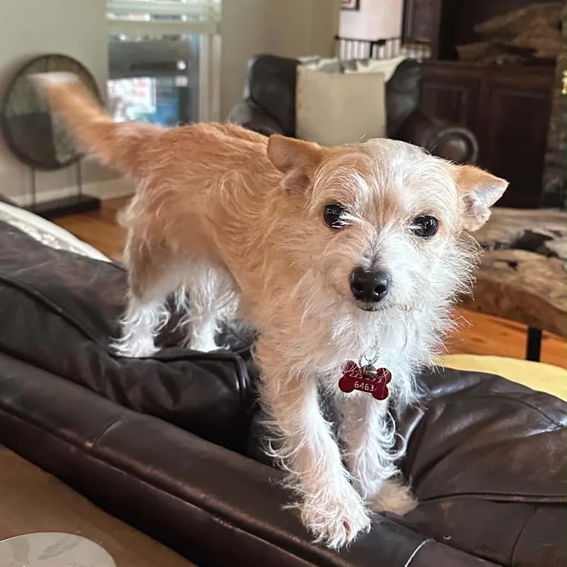 A young small-sized male Red / Chestnut / Orange Chihuahua dog named Samuel for adoption in Baton Rouge, LA