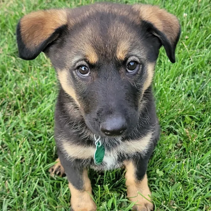 A baby small-sized female Black Mixed Breed dog named Rory for adoption in Buffalo, MN