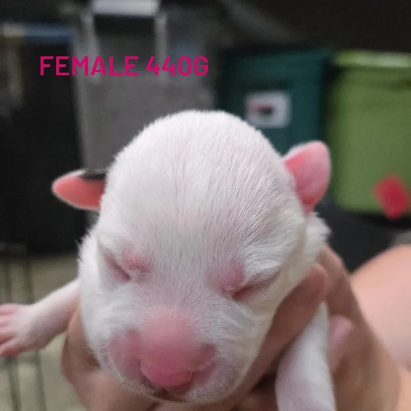 A baby small-sized female White / Cream Mixed Breed dog named Kj for adoption in Branson, MO
