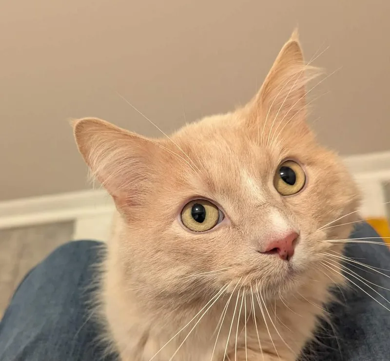 An adult large-sized male Domestic Medium Hair cat named Lemon for adoption in South Bend, IN