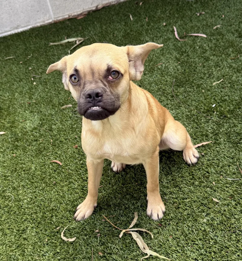 A baby small-sized male French Bulldog dog named Chubbs for adoption in Los Alamitos, CA
