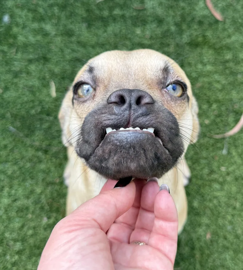 Chubbs thumbnail 2