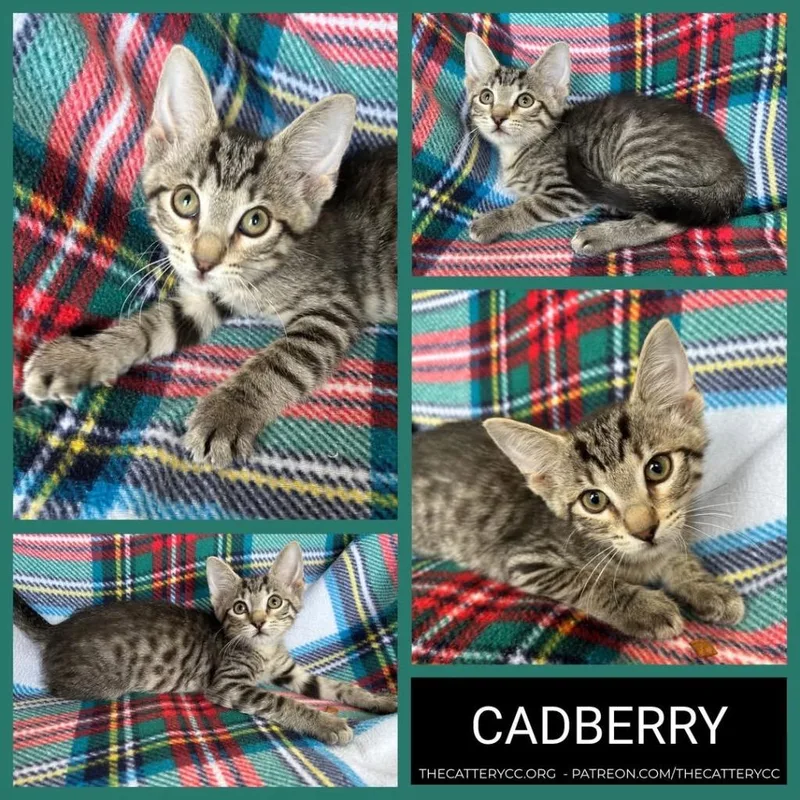 A baby small-sized male Domestic Short Hair cat named Cadberry for adoption in Corpus Christi, TX