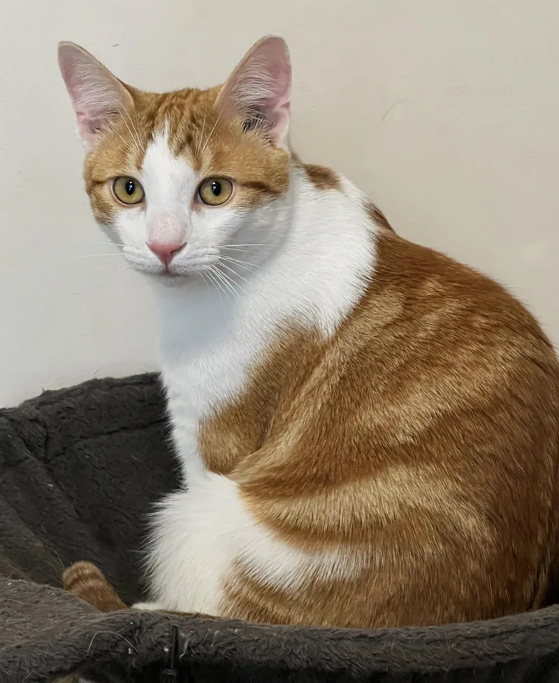 A baby large-sized male Orange & White Domestic Short Hair cat named Freddy Mercury for adoption in Allentown, NJ