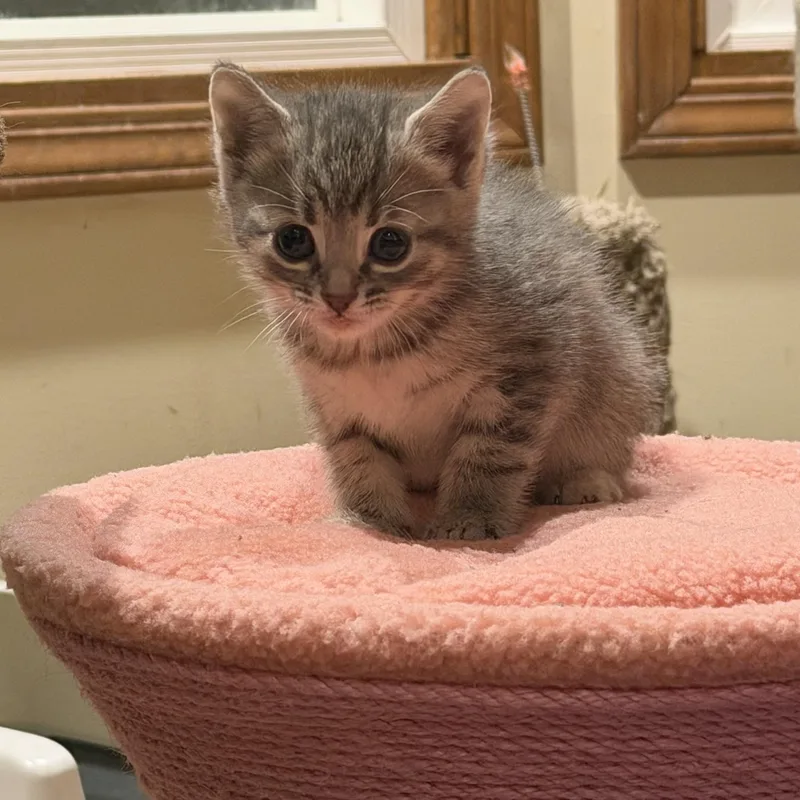 A baby small-sized female Domestic Short Hair cat named Wanda for adoption in Williamsville, NY