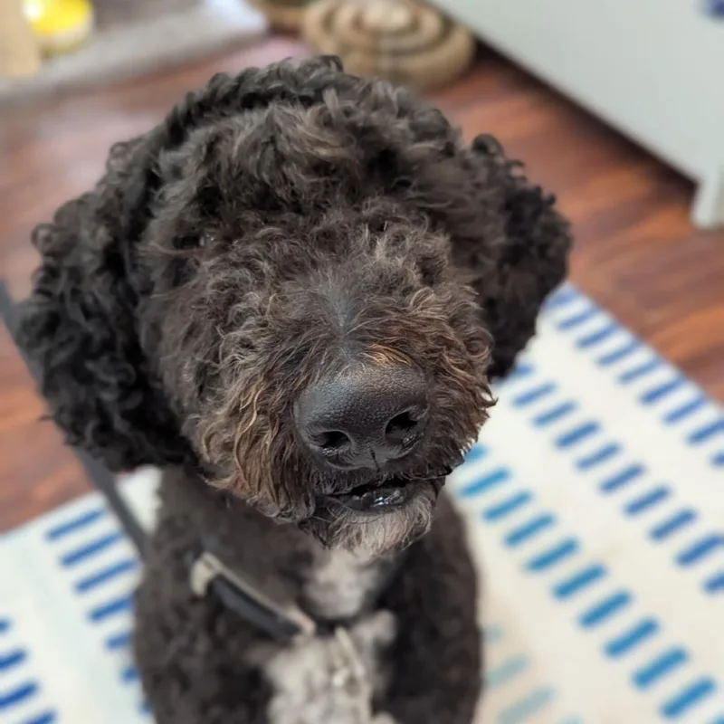 An adult large-sized male Black Standard Poodle dog named Kobe for adoption in Ocala, FL