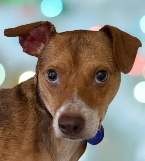 A young small-sized female Mixed Breed dog named Piper for adoption in Schaumburg, IL