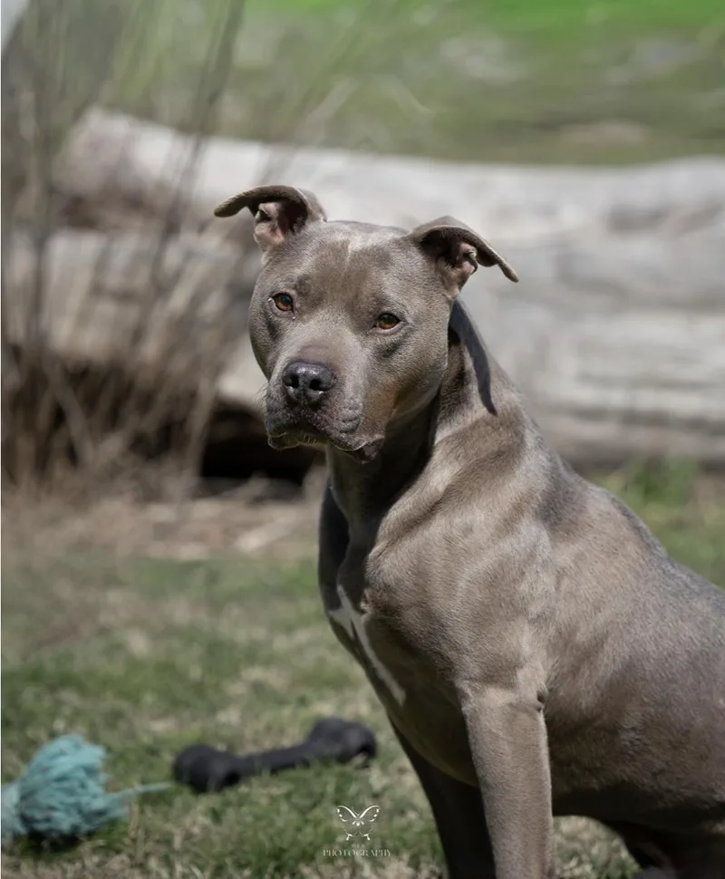 Franklin