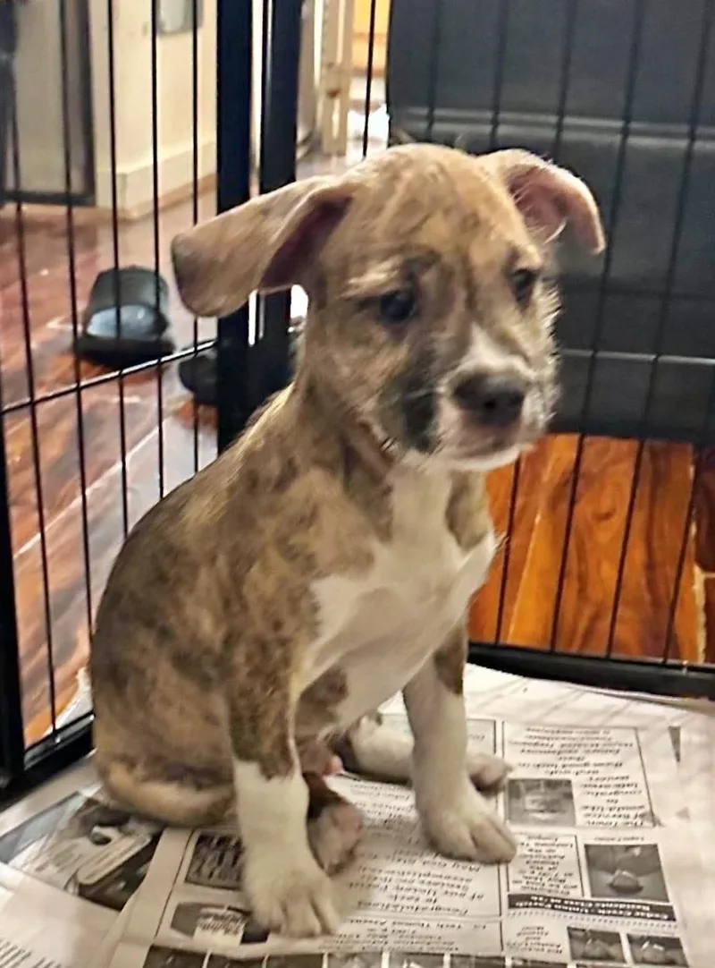 A baby medium-sized male Terrier dog named Otto for adoption in Manchester, CT
