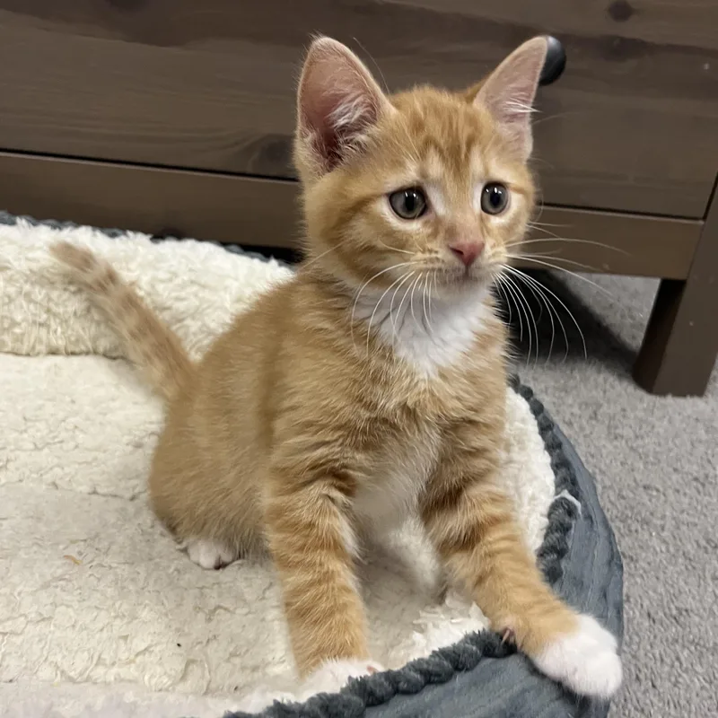 A baby medium-sized male Tabby (Orange / Red) Tabby cat named Amber for adoption in Hyattsville, MD