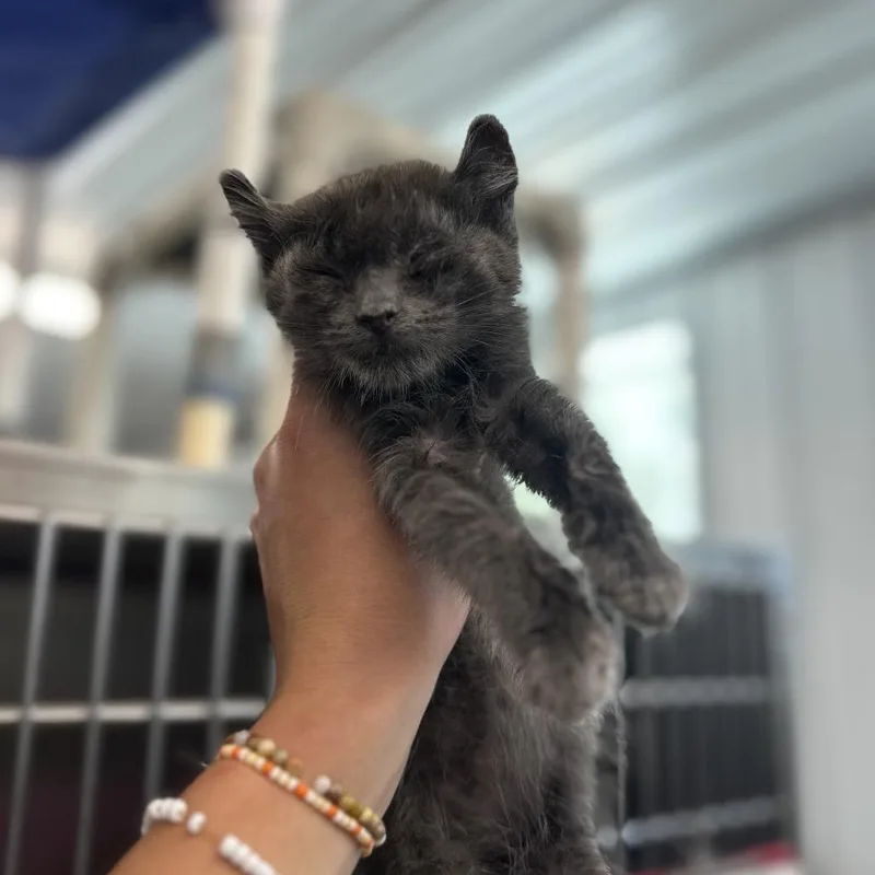 A young small-sized male Gray / Blue / Silver Domestic Short Hair cat named Wilder for adoption in Spanish Fork, UT