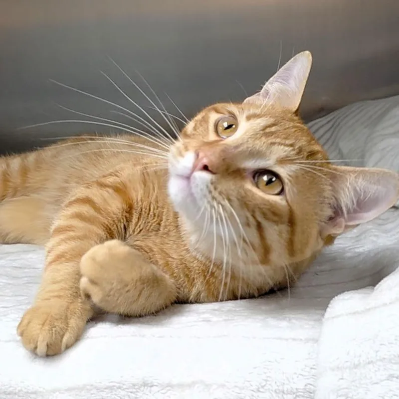 A young medium-sized male Orange / Red Domestic Short Hair cat named Oren for adoption in Michigan City, IN